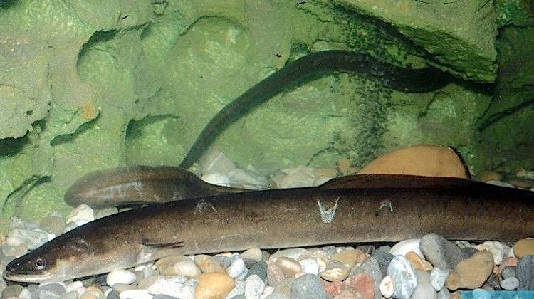 SAUVEGARDE DE L’ANGUILLE - Moratoire de 5 ans sur la pêche de loisir en eau douce